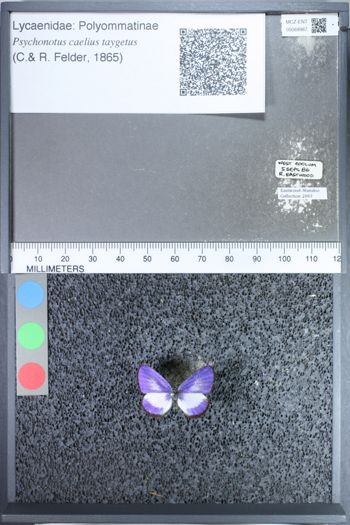 Media type: image;   Entomology 69987